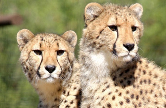 Save the Cheetach